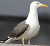 adult graellsii in May, ringed in the Netherlands. (83502 bytes)